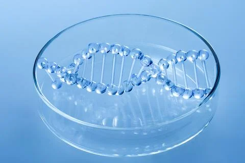 Dna double helix model inside petri dish for genetics research Stock Photos