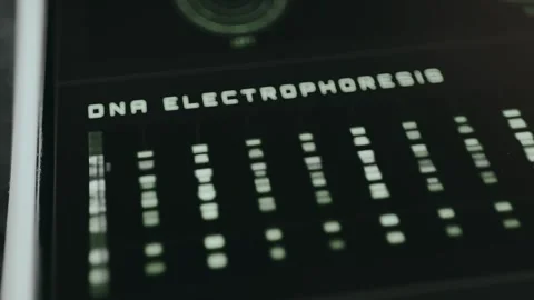 DNA Electrophoresis gel technique in progress from Interpol Biometric Database Stock Footage 332891916