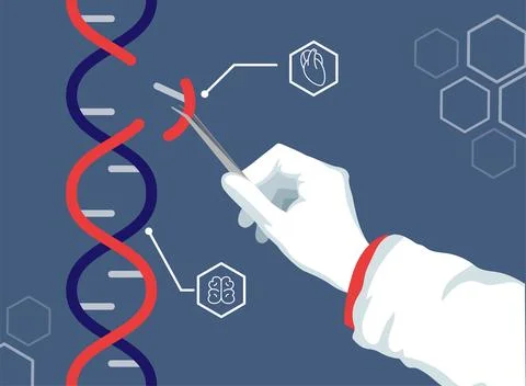 DNA genome. Genetics modification engineering. Baby genetically experiments.. Illustration
