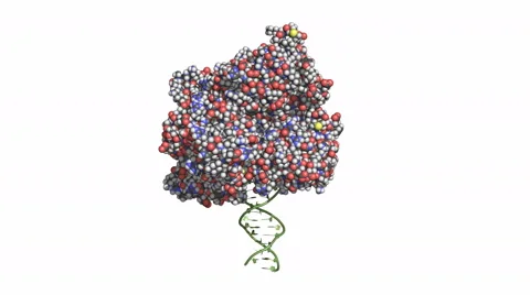 DNA helicase bound to DNA 스톡 동영상 52848690