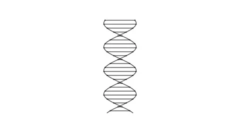 DNA Helix Line Art Drawing Animation Isolated White Background Stock Footage 346115288