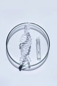 Dna helix model and vial on petri dish Stock-Fotos