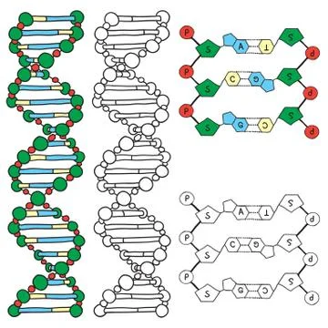 Dna - helix molecule model Stock Illustration