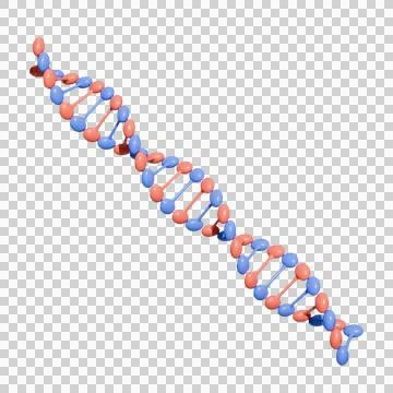 DNA Helix Structure transparent background イラスト素材