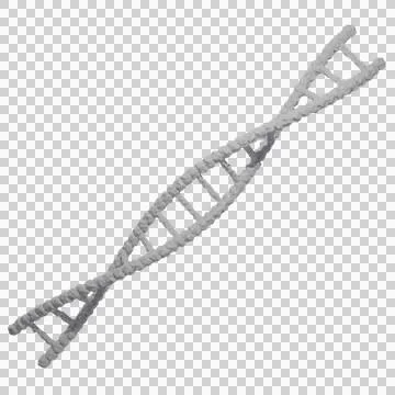DNA Helix Structure transparent background イラスト素材
