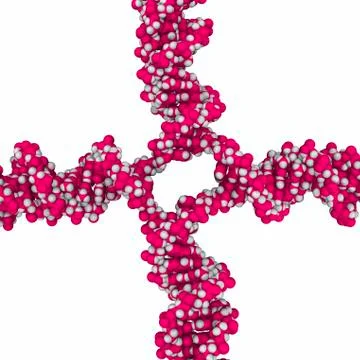 Dna holliday junction, molecular model Stockillustratie