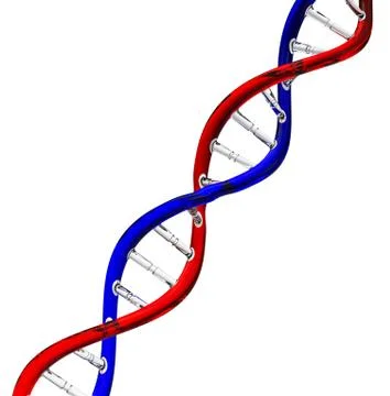 The dna Stock Illustration