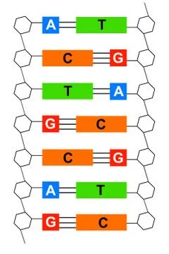 DNA Stock Illustration