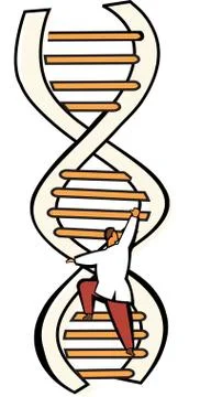 Dna ladder Stock Illustration