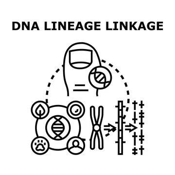 Dna lineage linkage concept connecting genetic information Stock Illustration