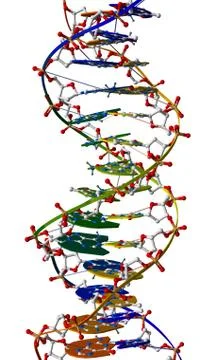 DNA macromolecule Stock Illustration