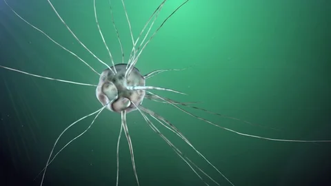DNA manipulation Stock Footage