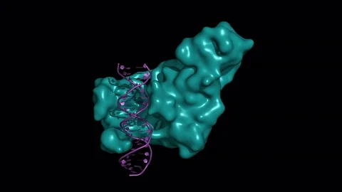 DNA methyltransferase, rotating surface model 스톡 동영상 83652623
