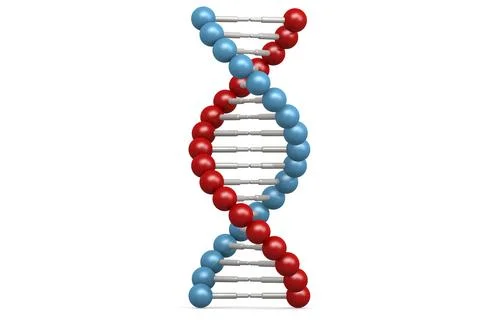 DNA model with blue and red element Stock Illustration