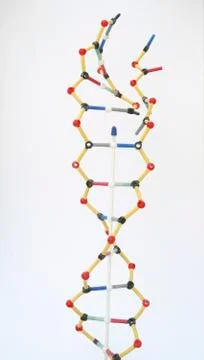DNA Model Stock Photos