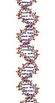 DNA molecule. 3D Illustration Stock Illustration