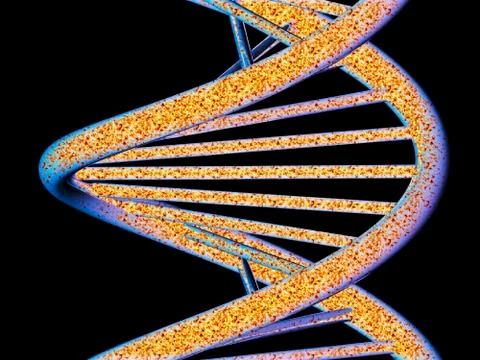 Dna molecule, artwork Stock Illustration
