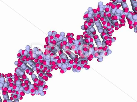 Dna molecule, artwork Stock Illustration
