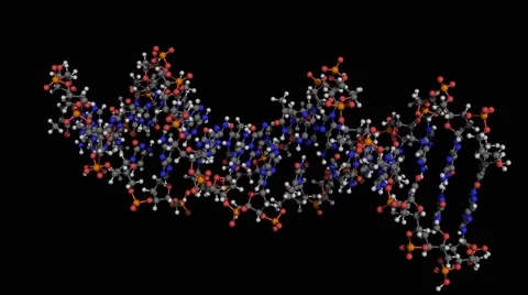Dna molecule ball and stick model rotating about x axis seamless loopable 4K UHD Stock Footage 63761083