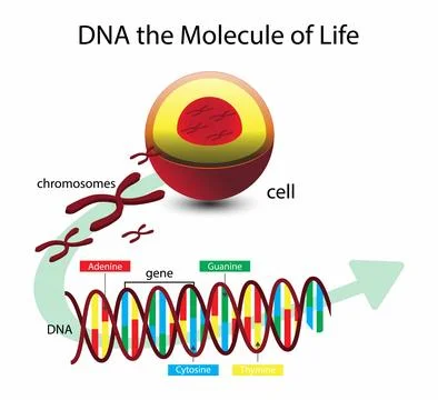 DNA the Molecule of life, DNA structure, DNA Structure is a nucleic acid Stock Illustration