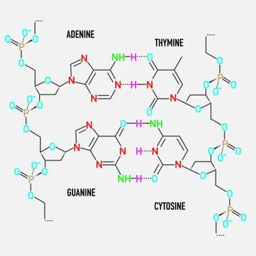 DNA molecule structure Stock Illustration