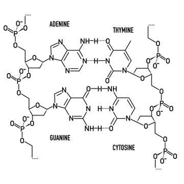 DNA molecule structure Stock Illustration