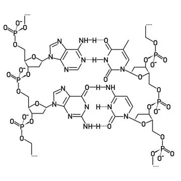 DNA molecule structure Stock Illustration