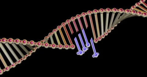 DNA molecule structure repair, editing and manipulation Stock Illustration