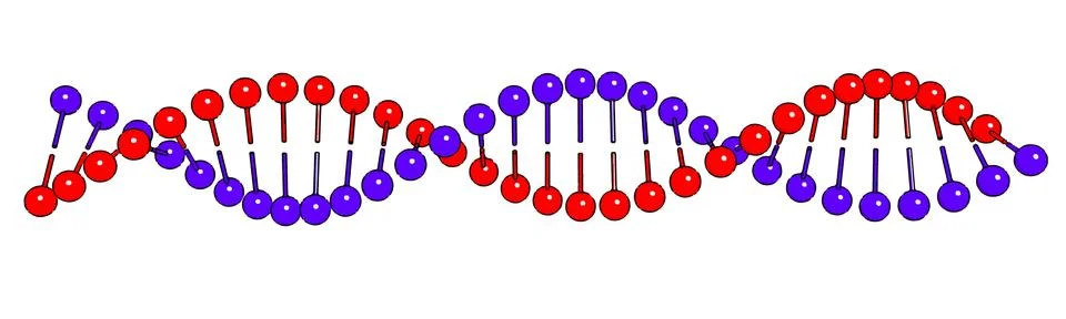 DNA molecule on white background Vector image Ilustración de archivo