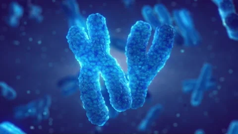 DNA molecules are organized in structures called chromosomes Stock Footage 169649568