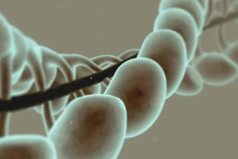 DNA NTSC Stock Footage 492296