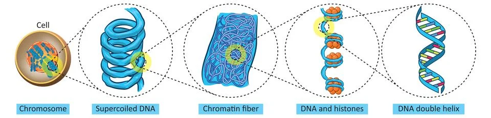 DNA packaging Stock Illustration