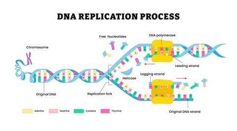 DNA Replication diagram. DNA Polymerase enzyme synthese, labeled chromosome.. Stock Illustration