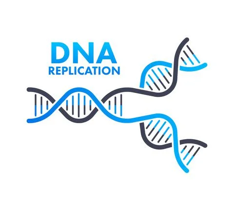 DNA replication. DNA molecules, molecular biology. Vector stock illustration. 스톡 일러스트
