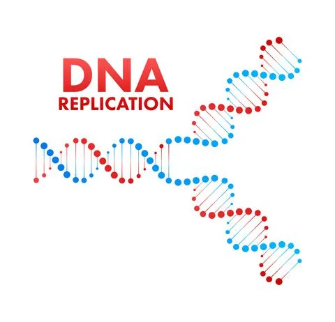 DNA replication. DNA molecules, molecular biology. Vector stock illustration. 스톡 일러스트