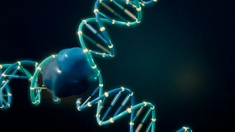Dna replication fork unzipping into two daughter strands loop Stock-Footage 343194668