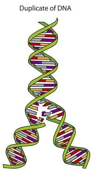 DNA Replication Stock Illustration