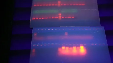 DNA samples under ultraviolet light. Stock Footage