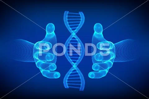 DNA sequence in hands. Wireframe DNA molecules structure mesh. DNA code edita Stock Illustration