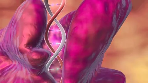 DNA sequence view 3d medical 스톡 일러스트