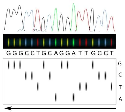 DNA sequencing principle Illustrazione stock