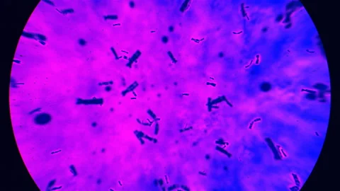 Dna Soup under a microscope Stock Footage 234340424
