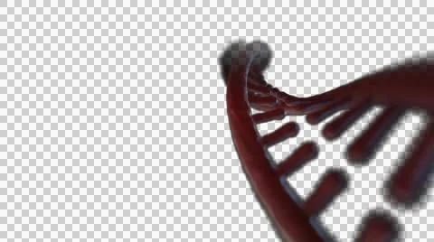 DNA Strand + Alpha Video stock 48033444