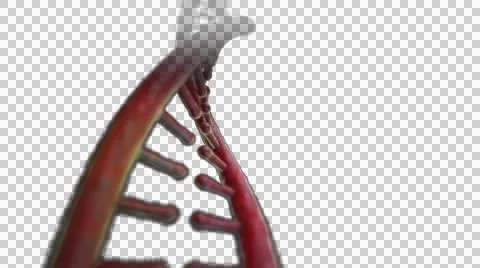 DNA Strand + Alpha Video stock 48034223