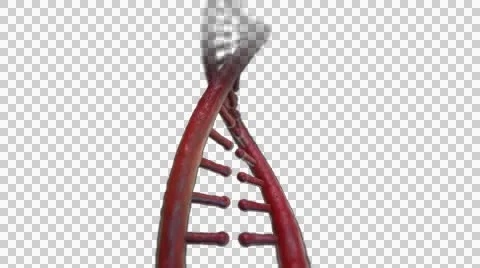 DNA Strand + Alpha Video stock 48035267