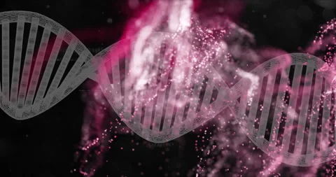 DNA strand and particles animation over pink and black background Stock Footage 305816868