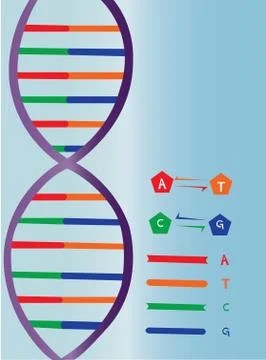 DNA strand Stock Illustration