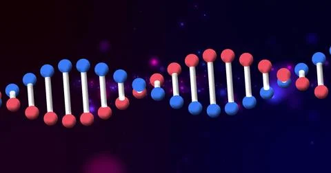 DNA strand structure image with red and blue spheres on dark background 写真素材