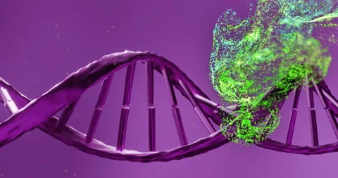 DNA strand transforming into particles, scientific animation on purple Stock Footage 305816723