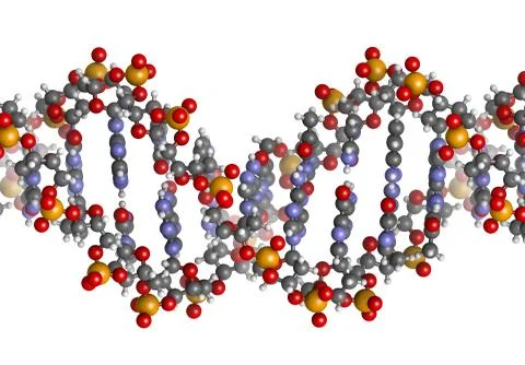 Dna structure, b-dna form. Stock Illustration